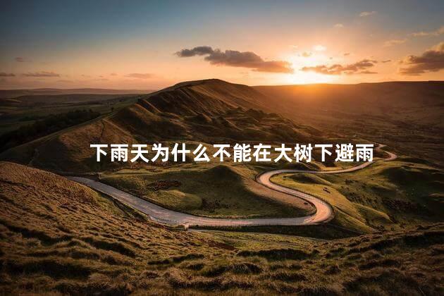 下雨天为什么不能在大树下避雨