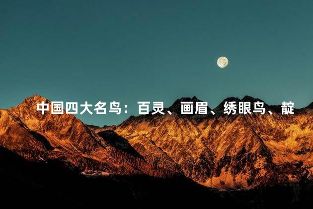 中国四大名鸟：百灵、画眉、绣眼鸟、靛颏_巴拉排行榜