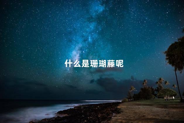 什么是珊瑚藤呢