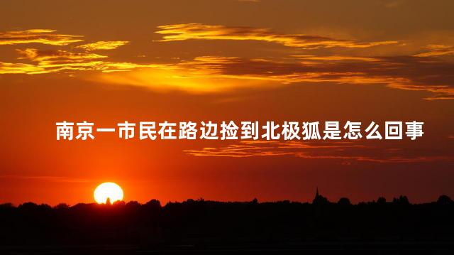南京一市民在路边捡到北极狐是怎么回事