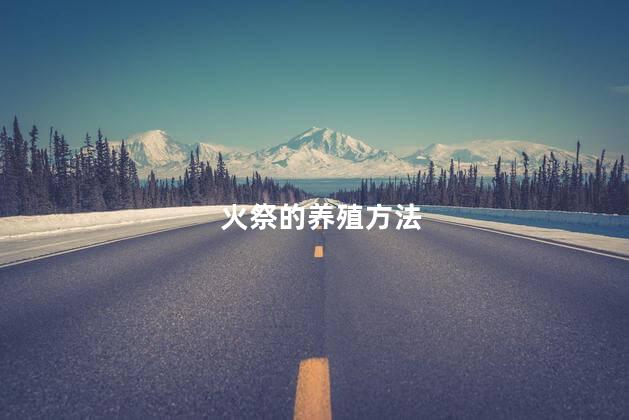火祭的养殖方法