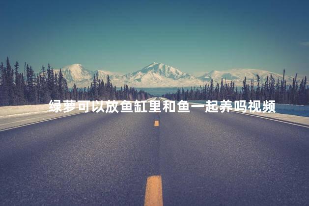 绿萝可以放鱼缸里和鱼一起养吗视频