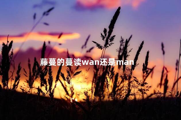 藤蔓的蔓读wan还是man